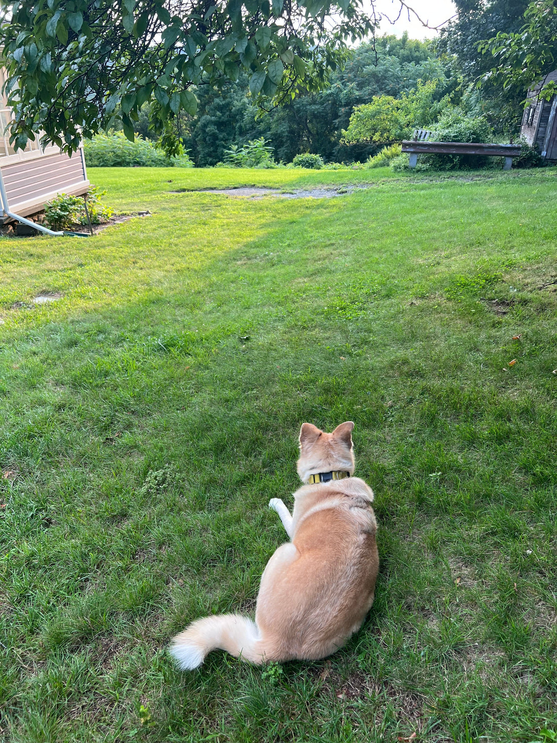Tan and white dog laying on green grassy field