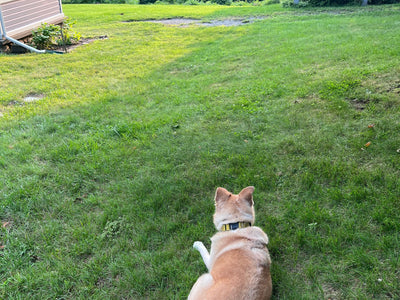 The Dog Days of Summer