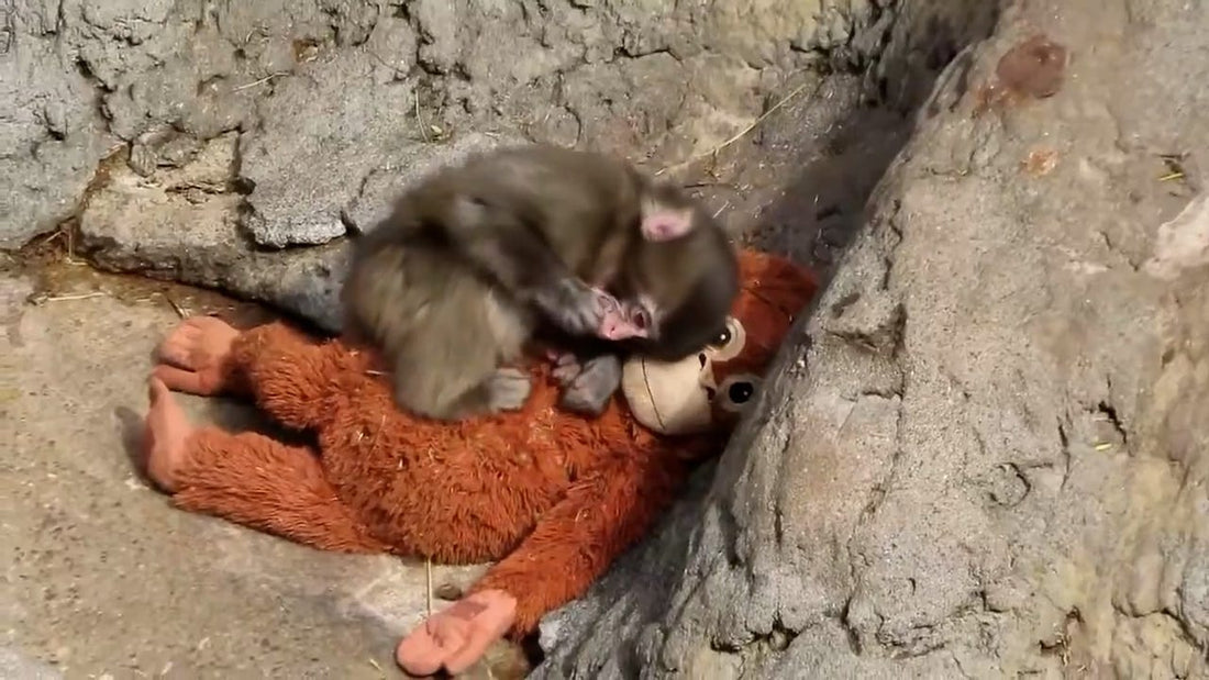 The Meaning of a Toy: Comfort, Play, and Emotional Growth
